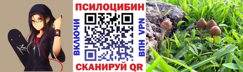 сколько стоит  Маркс  Псилоцибиновые грибы MAGIC MUSHROOMS 